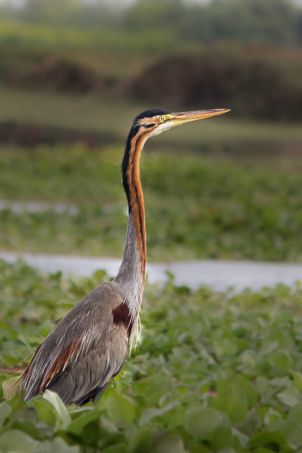 Great blue heron flying